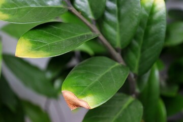 Zamioculcas zamiifolia (Zanzibar Gem) with yellow and brown leaves, sign of plant distress. Plant needing care. Yellow leaf, brown leaf.