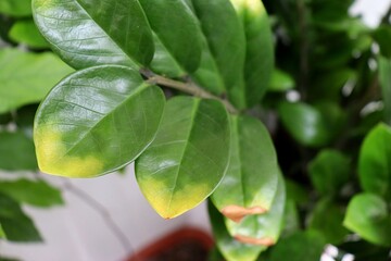 Zamioculcas zamiifolia (Zanzibar Gem) with yellow and brown leaves, sign of plant distress. Plant needing care. Yellow leaf, brown leaf.