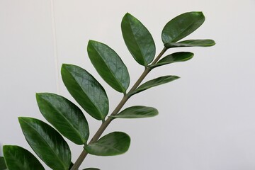 Zamioculca. Indoor decorative Zamioculca plant. Zamioculcas zamiifolia (Zanzibar Gem) in a pot, known as Fortune Plant. 
