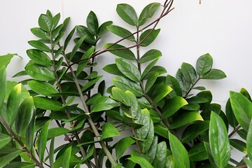 Zamioculca. Indoor decorative Zamioculca plant. Zamioculcas zamiifolia (Zanzibar Gem) in a pot, known as Fortune Plant. 