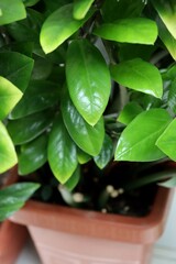 Zamioculca. Indoor decorative Zamioculca plant. Zamioculcas zamiifolia (Zanzibar Gem) in a pot, known as Fortune Plant. 