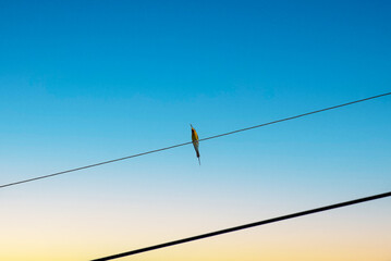Vibrant Bird on Wire Against Clear Sky