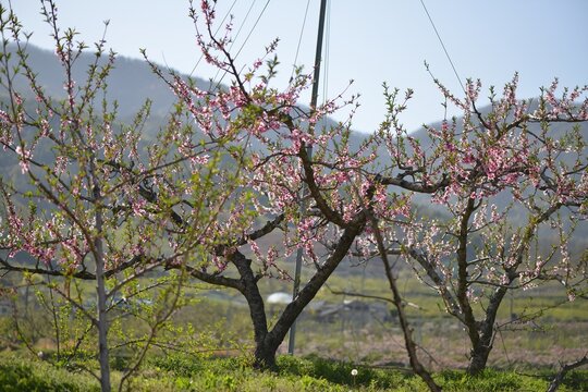 Prunus persica with pink or white spring blossoms, lanceolate leaves, reddish bark, and soft hairy summer drupes widely cultivated as a fruit tree. Photographed in Korea.