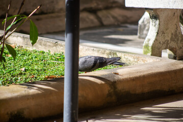 Bird foraging on a sunny garden path