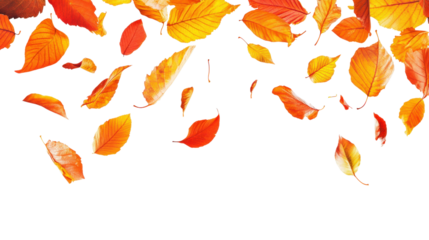 A white background with orange leaves falling from the sky