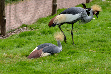 Obraz premium Grue Royale