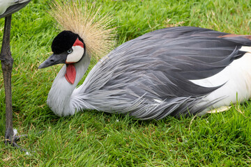 Obraz premium Grue Royale