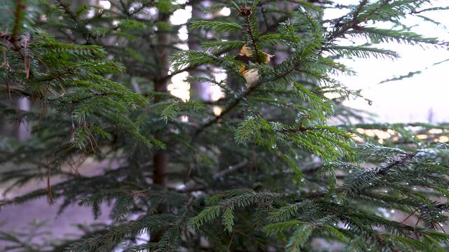 Close-up of lush evergreen branches with detailed textures, showcasing vibrant green needles and soft sunlight filtering through, camera slowly zooms in for an immersive experience