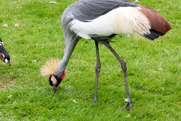 Obraz premium Grue Royale