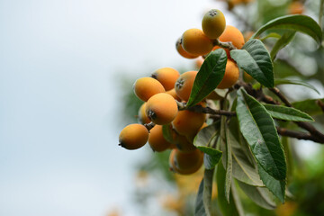 Eriobotrya japonica with long oval leaves, brown hairy young shoots, and yellow edible fruits;...