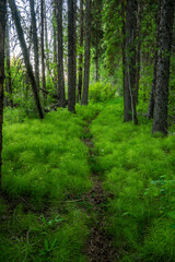 Fototapeta premium Plants Along Trail Looks LIke a Green Fog On The Forest Floor