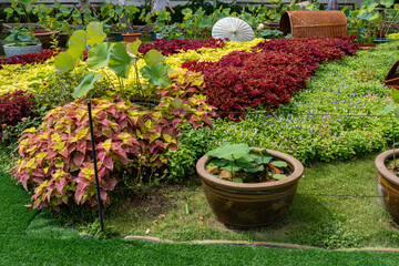 Decorative composition yellow and red coleus, lotus leaves in flowerpot in Humble Administrator's...