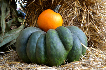 Autumn Gourd and Pumpkin Variety.
Vibrant, textured close-up of diverse yellow and green ornamental gourds.