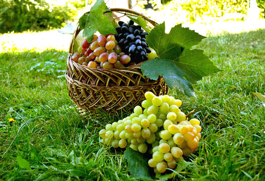 Basket filled with colorful fresh grapes sitting on dewy green grass.