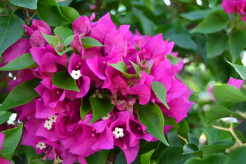 Vibrant magenta Bougainvillea flower and bracts with lush green leaves.