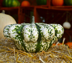 Autumn Gourd and Pumpkin Variety.
Vibrant, textured close-up of diverse yellow and green ornamental gourds.