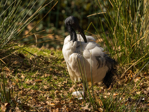 Ibis sacr&eacute;