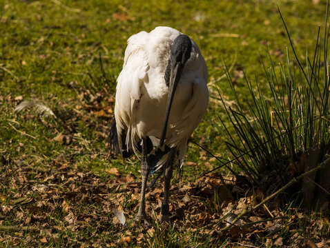 Ibis sacr&eacute;
