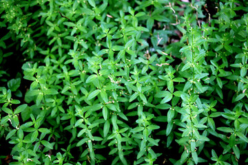 Cruciata glabra grows in the forest in spring