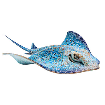 Detailed close up of a spotted stingray swimming gracefully isolated on transparent background