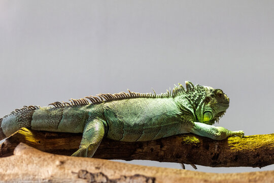 Iguane vert