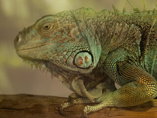 Iguane vert