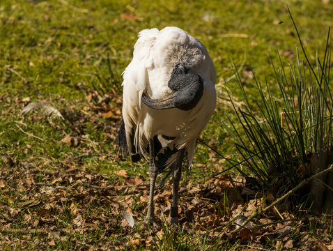 Ibis sacr&eacute;