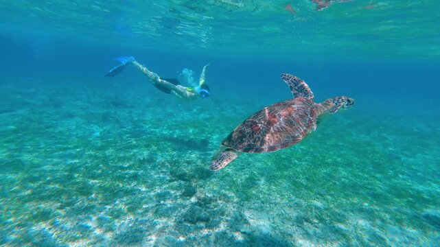 Underwater snorkeling with sea turtle in clear tropical ocean on Gili Islands. Snorkeler exploring marine life and aquatic wildlife. Exotic travel destination and adventure tourism in Indonesia.