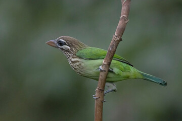 White-cheeked barbet perched on a tree twig