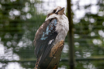 Kookaburra