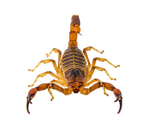 Brown scorpion with raised tail and prominent pincers, viewed from above, isolated on transparent background