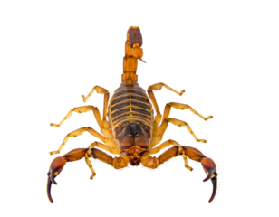 Brown scorpion with raised tail and prominent pincers, viewed from above, isolated on transparent background