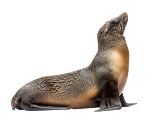 A brown fur seal with its head raised, looking upwards, isolated on transparent background