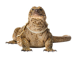 Brown spinytailed lizard looking at camera, isolated on transparent background