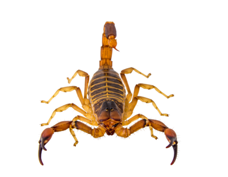 Brown scorpion with raised tail and prominent pincers, viewed from above, isolated on transparent background