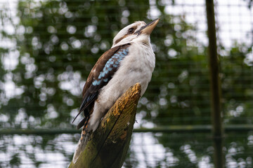 Kookaburra