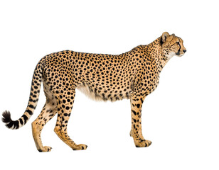 Cheetah standing in profile, isolated on transparent background
