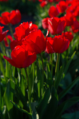 Red tulip flowers blooming in a spring garden