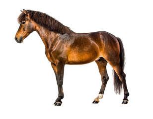Brown horse standing, side view, with a dark mane and tail, isolated on transparent background