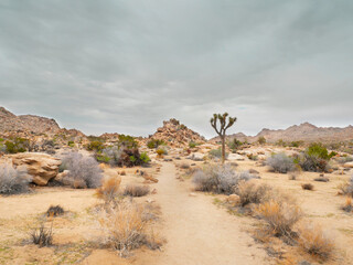 Joshua Tree National Park near Twentynine Palms during a summer season in California, USA. © StandbildCA