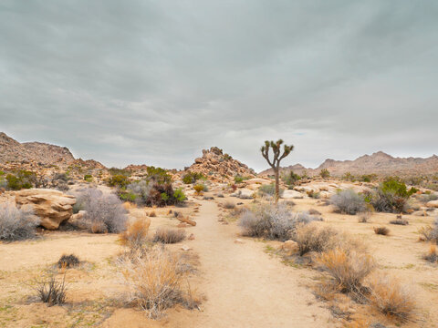 Joshua Tree National Park near Twentynine Palms during a summer season in California, USA.