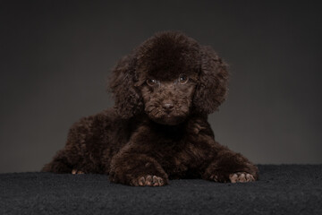Cute brown puppy sitting on a black surface with a dark background, showcasing its fluffy fur and expressive eyes