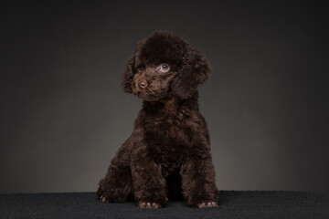 Cute brown dog with curly fur posing against a dark background during a studio photography session