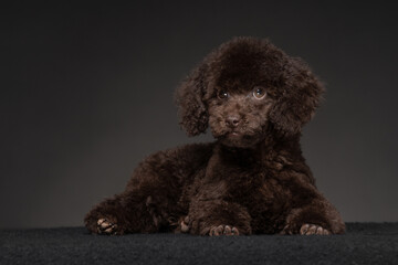Cute brown puppy with curly fur poses on black surface in studio setting