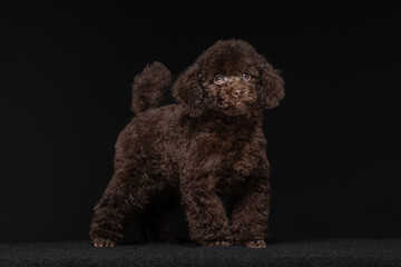 Cute brown poodle standing on black surface in studio setting showcasing its playful and friendly personality