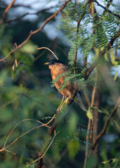Brahminy starling or brahminy myna perched on a tree in daylight