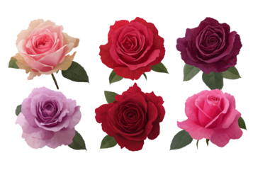 Six vibrant roses in shades of pink red and purple with green leaves isolated on a transparent background