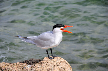 A close-up shot of a seabird standing on a rock by the water.