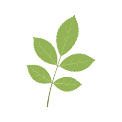 Green Ash Leaf Vector Illustration, Compound Ash Tree Leaf Botanical Design, Fresh Green Foliage Graphic