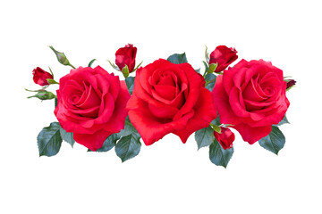 Rose flower design on white background